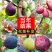 无花果苗波姬红无花果苗盆栽地栽南北方种植无花果树果苗