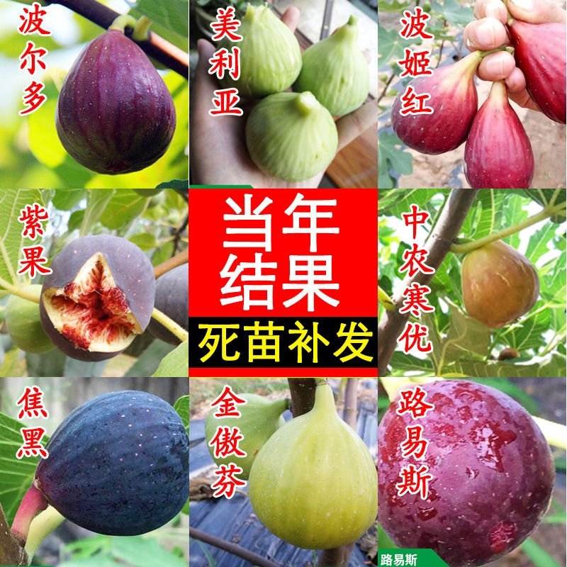 无花果苗波姬红无花果苗盆栽地栽南北方种植无花果树果苗