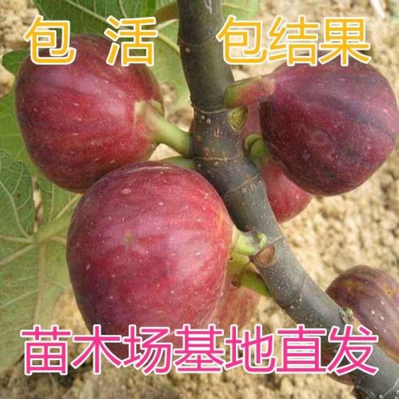 无花果苗波姬红无花果苗盆栽地栽南北方种植无花果树果苗