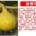 无花果苗波姬红无花果苗盆栽地栽南北方种植无花果树果苗