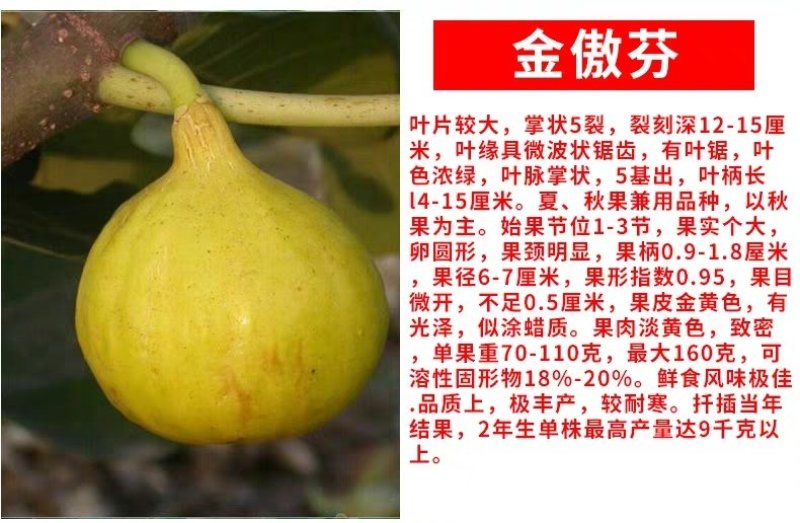 无花果苗波姬红无花果苗盆栽地栽南北方种植无花果树果苗