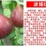 无花果苗波姬红无花果苗盆栽地栽南北方种植无花果树果苗