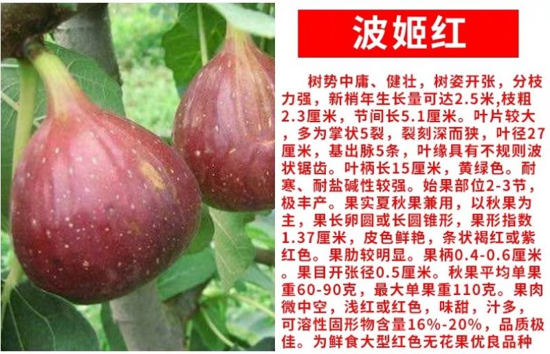 无花果苗波姬红无花果苗盆栽地栽南北方种植无花果树果苗