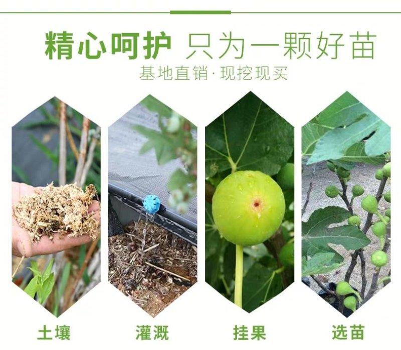 无花果苗波姬红无花果苗盆栽地栽南北方种植无花果树果苗