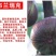 无花果苗波姬红无花果苗盆栽地栽南北方种植无花果树果苗