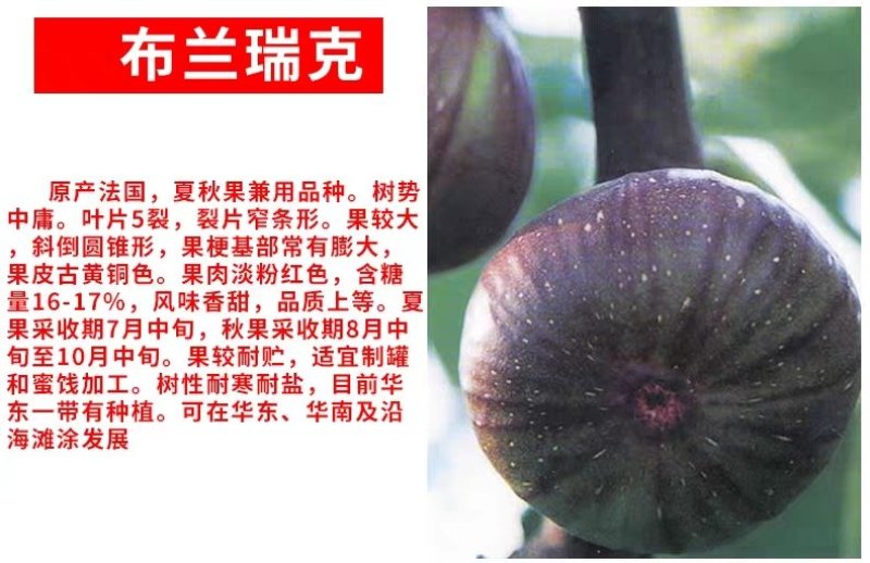 无花果苗波姬红无花果苗盆栽地栽南北方种植无花果树果苗