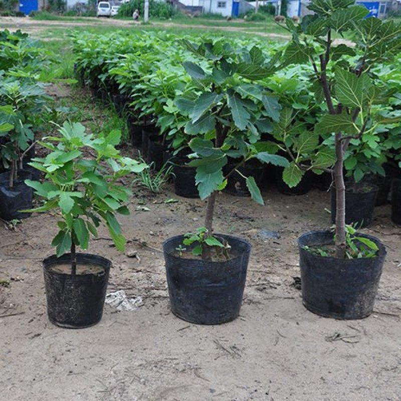 无花果苗波姬红无花果苗盆栽地栽南北方种植无花果树果苗