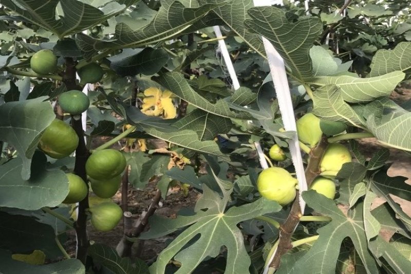 无花果苗波姬红无花果苗盆栽地栽南北方种植无花果树果苗