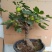 无花果苗波姬红无花果苗盆栽地栽南北方种植无花果树果苗