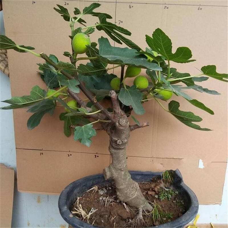 无花果苗波姬红无花果苗盆栽地栽南北方种植无花果树果苗