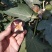 无花果苗波姬红无花果苗盆栽地栽南北方种植无花果树果苗
