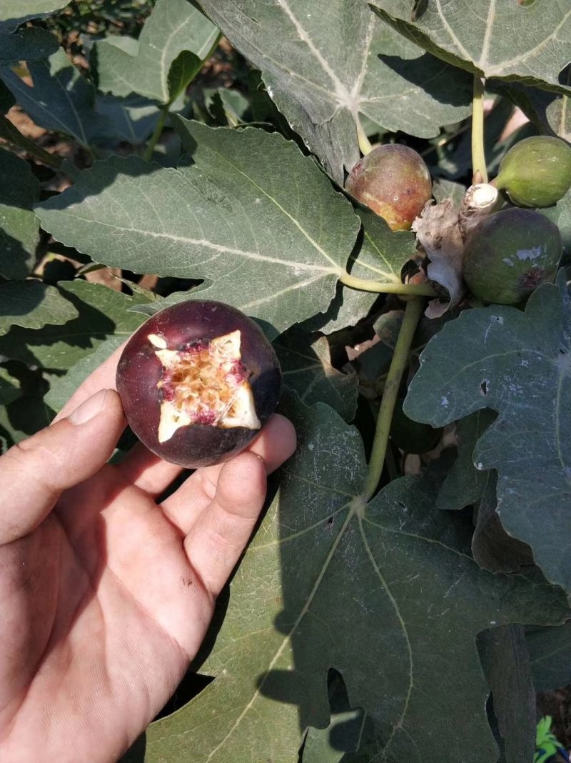 无花果苗波姬红无花果苗盆栽地栽南北方种植无花果树果苗