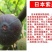 无花果苗波姬红无花果苗盆栽地栽南北方种植无花果树果苗