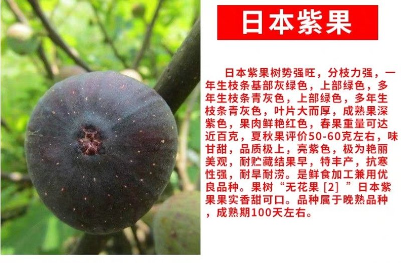 无花果苗波姬红无花果苗盆栽地栽南北方种植无花果树果苗