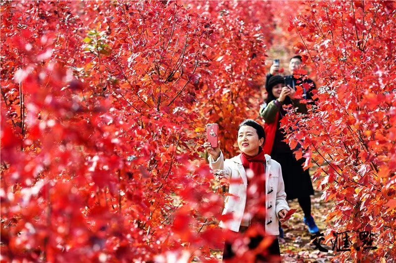 红冠红枫，美国红枫，红冠、红点、十月光辉、太阳谷