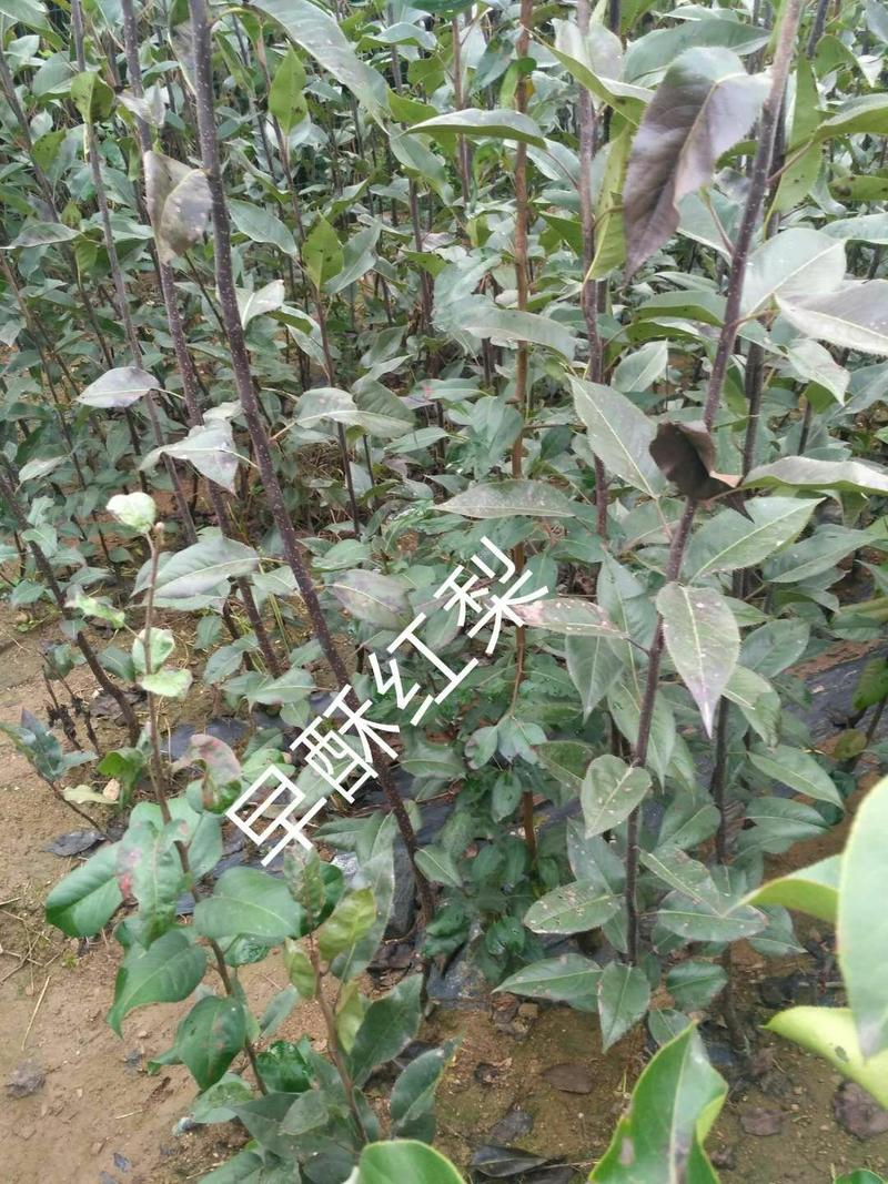 自家苗圃里的梨树苗批发供应梨树苗价格易成活梨树苗