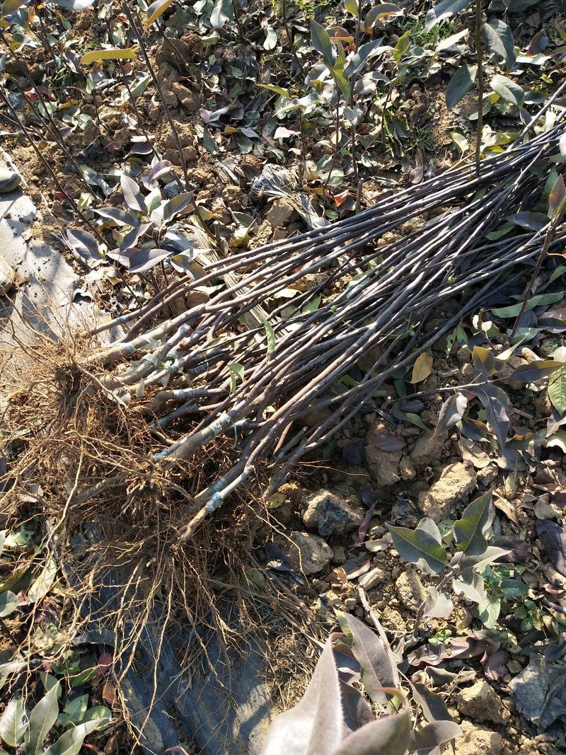 自家苗圃里的梨树苗批发供应梨树苗价格易成活梨树苗