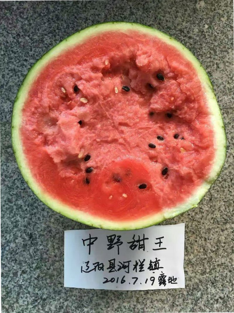 【中野甜王】早熟甜王西瓜种子超甜四季水果种子特大甜王基地
