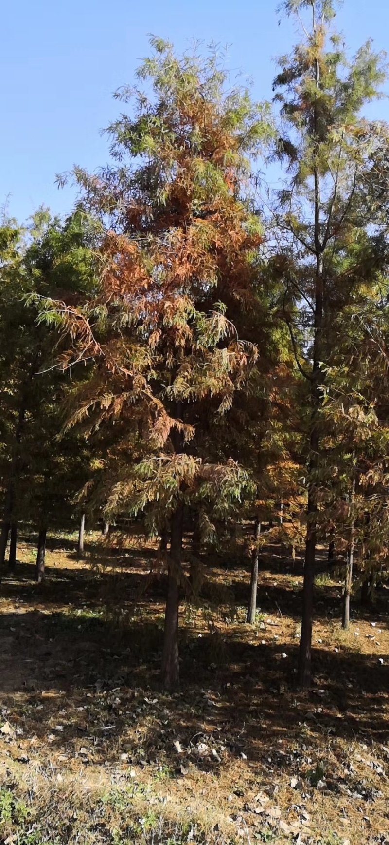 12公分落羽杉苗圃苗价格优惠