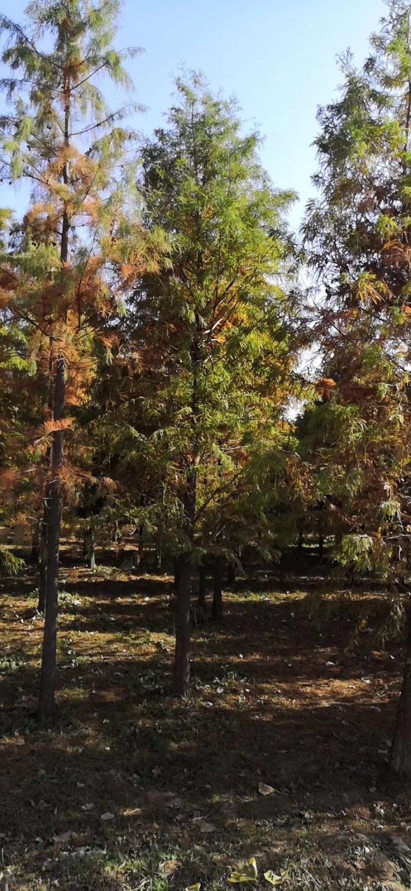12公分落羽杉苗圃苗价格优惠