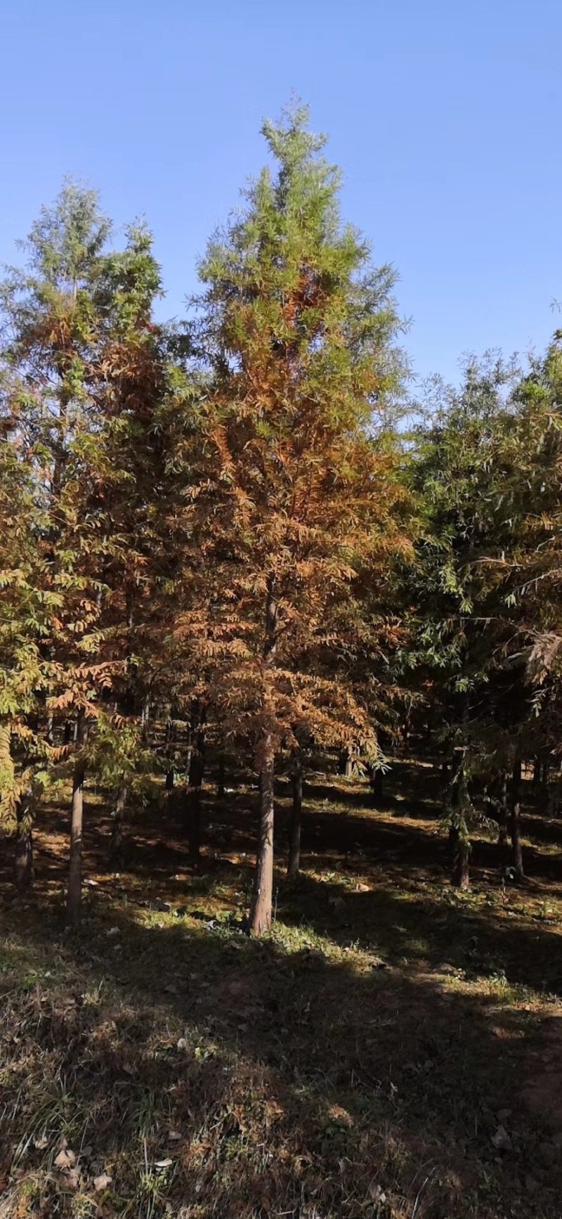 12公分落羽杉苗圃苗价格优惠
