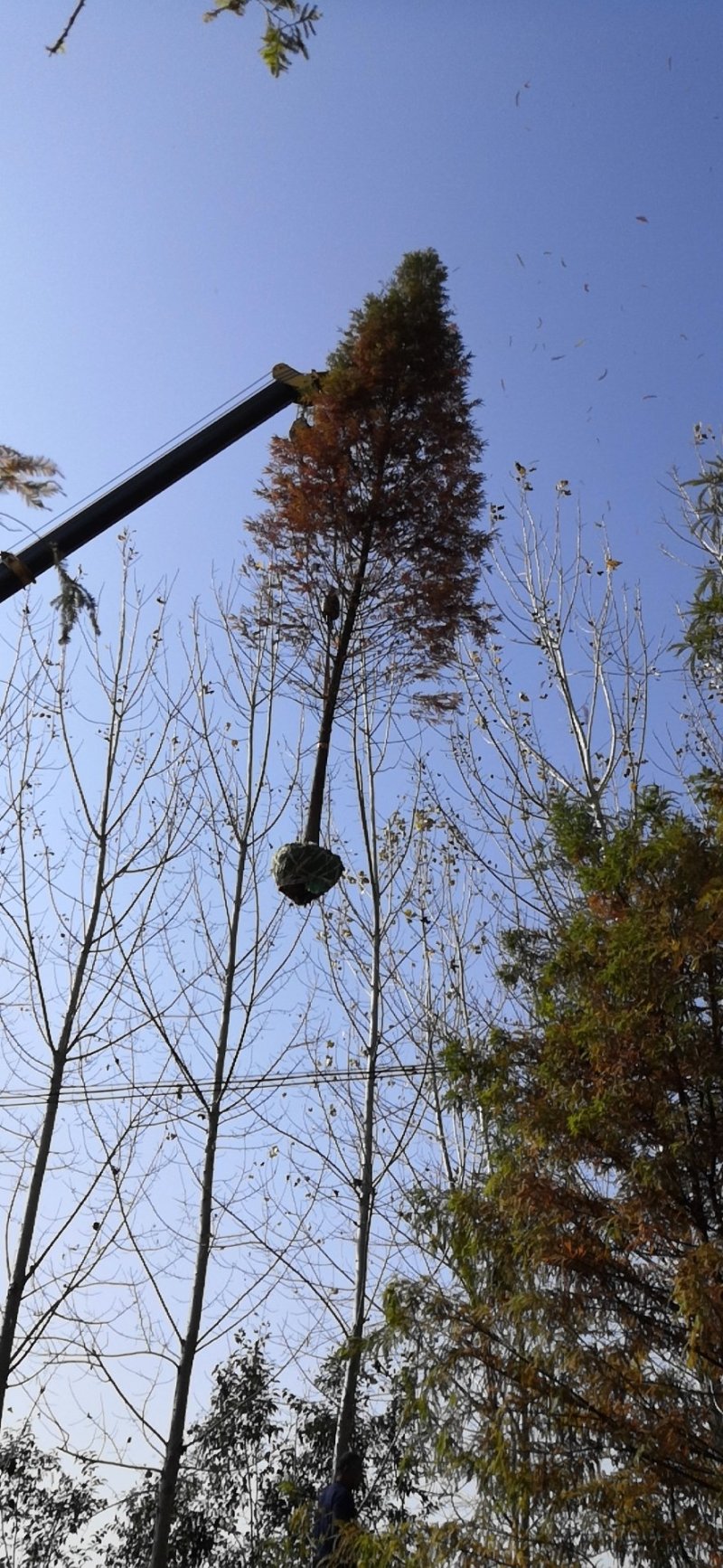 12公分落羽杉苗圃苗价格优惠