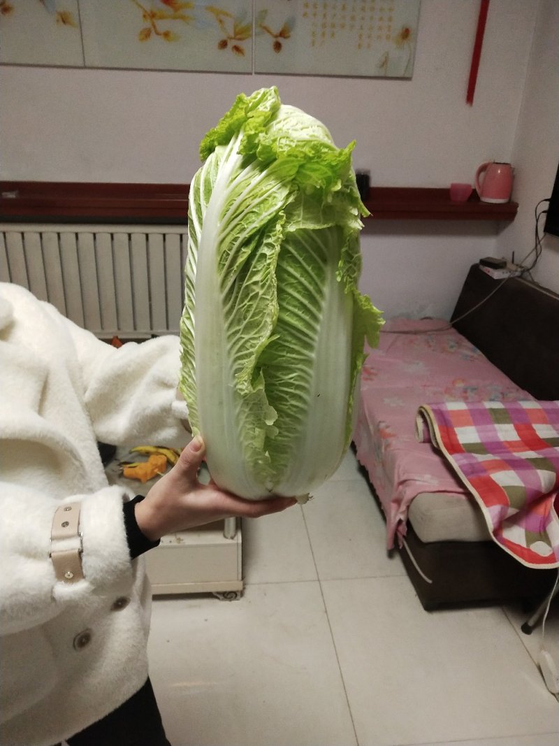 自家种的20亩长白早葱，8月25号上市，自种自销，