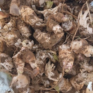 玄参芽，纯改良，个头大，产量高