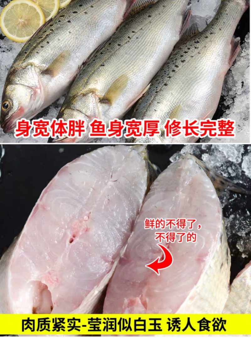 海鲈鱼，开背鲈鱼，大小规格都有，厂家直销支持全国发货