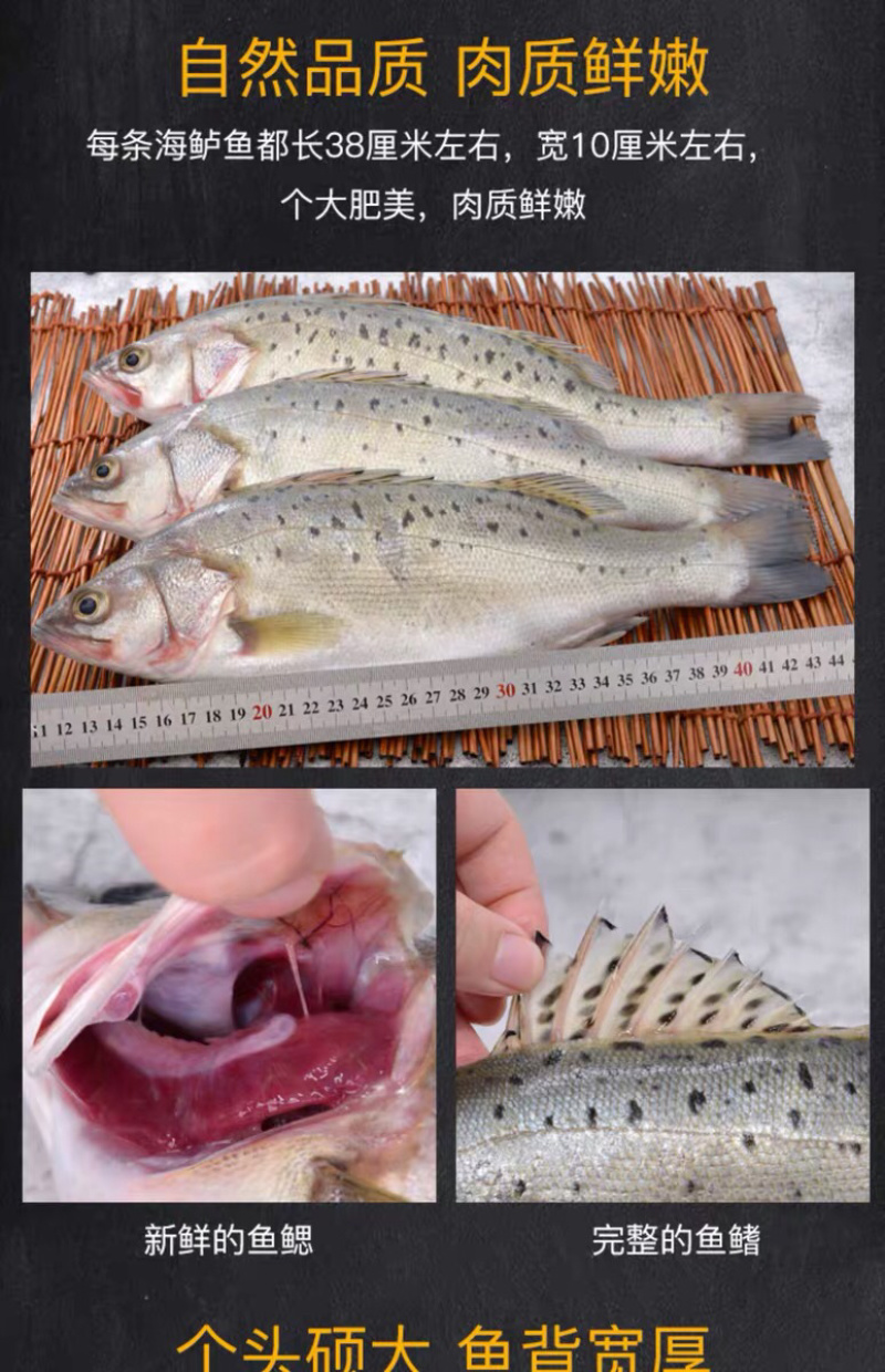 海鲈鱼，开背鲈鱼，大小规格都有，厂家直销支持全国发货