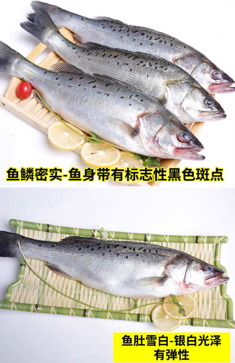 海鲈鱼，开背鲈鱼，大小规格都有，厂家直销支持全国发货