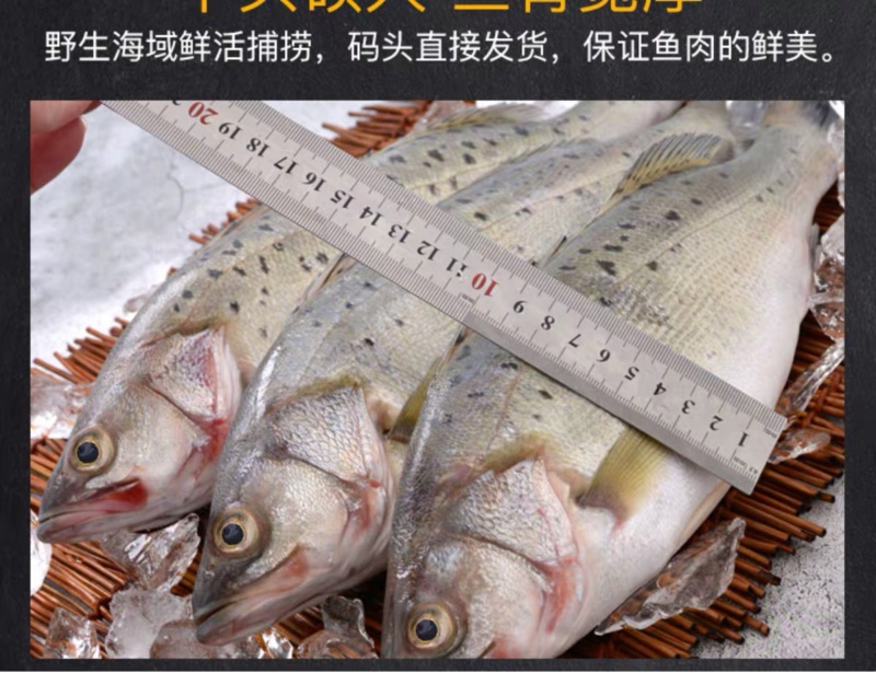 海鲈鱼，开背鲈鱼，大小规格都有，厂家直销支持全国发货