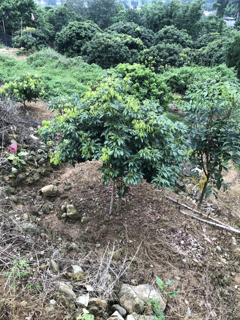 正宗增城区基岗村仙进奉