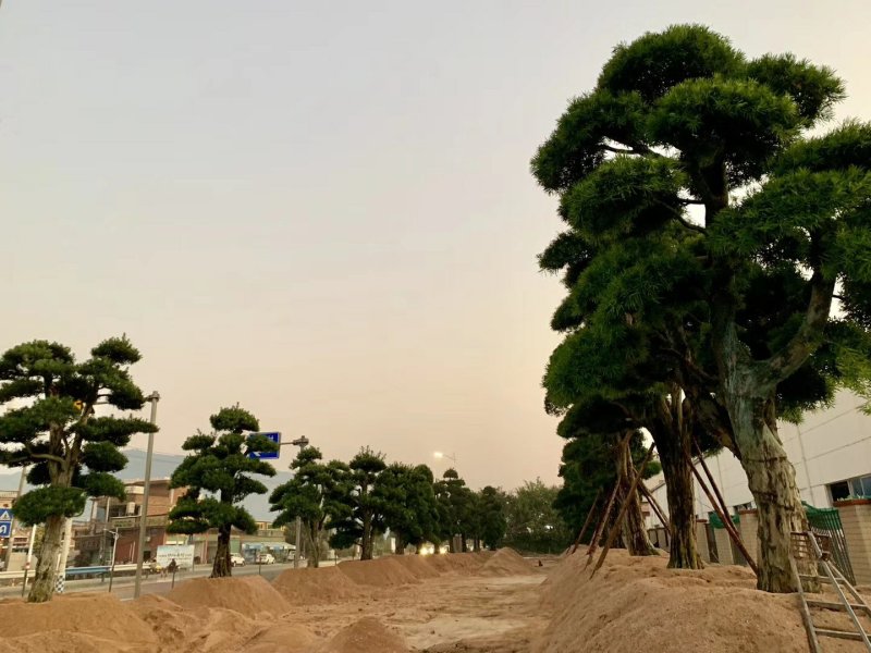精品罗汉松