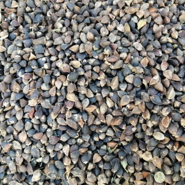 红花荞麦有需要的老板可以联系中小颗粒