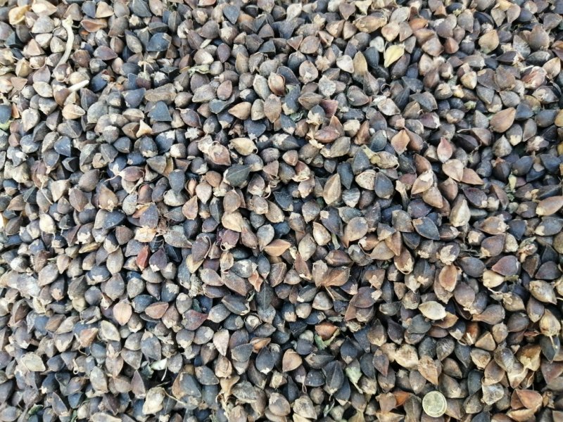 红花荞麦有需要的老板可以联系中小颗粒