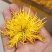 金丝皇菊