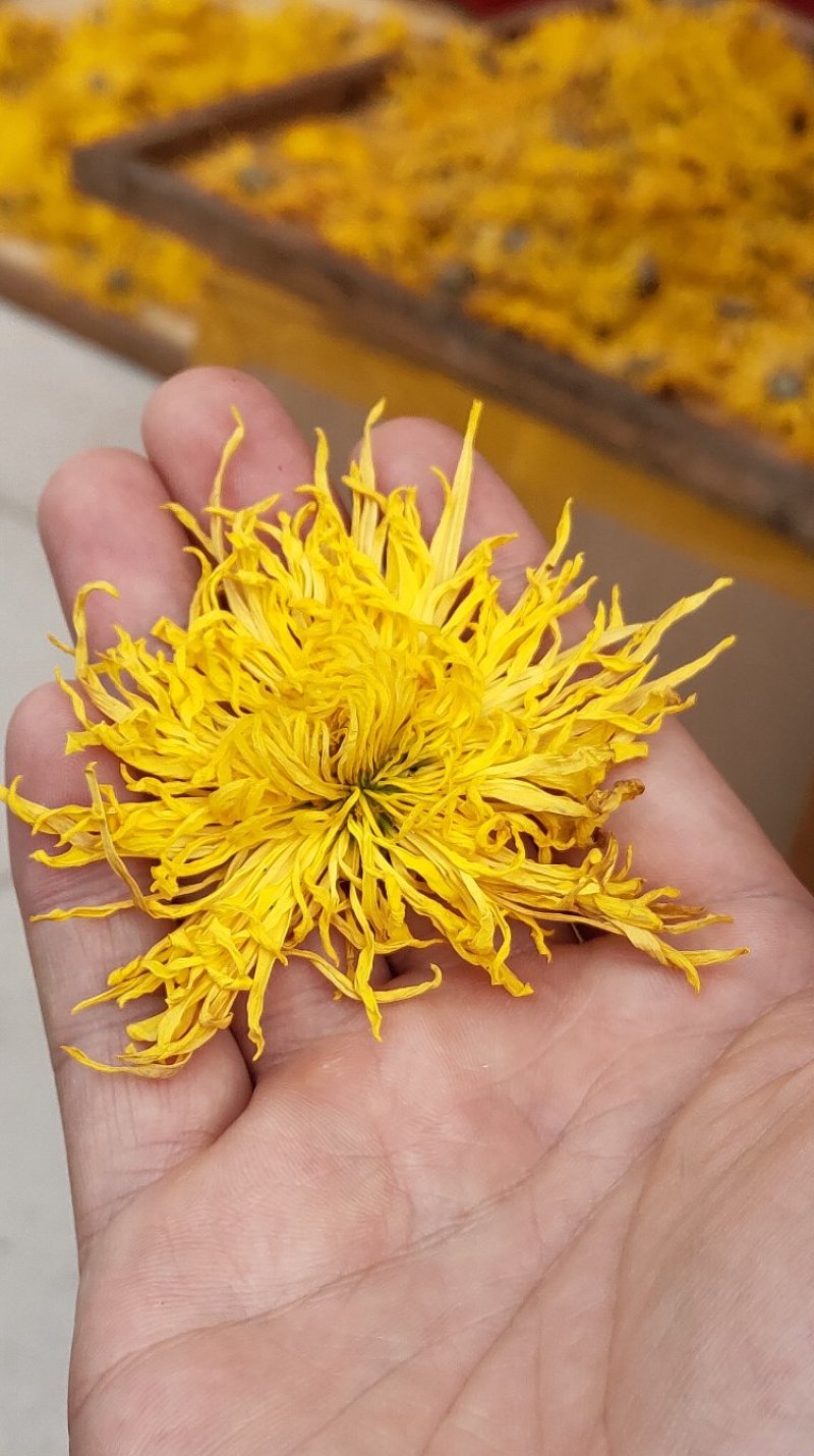 金丝皇菊