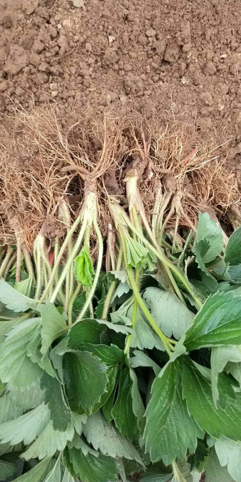 香野草莓