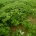 香野草莓