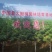 自家苗圃，现清地处理精品梓树小苗100万颗