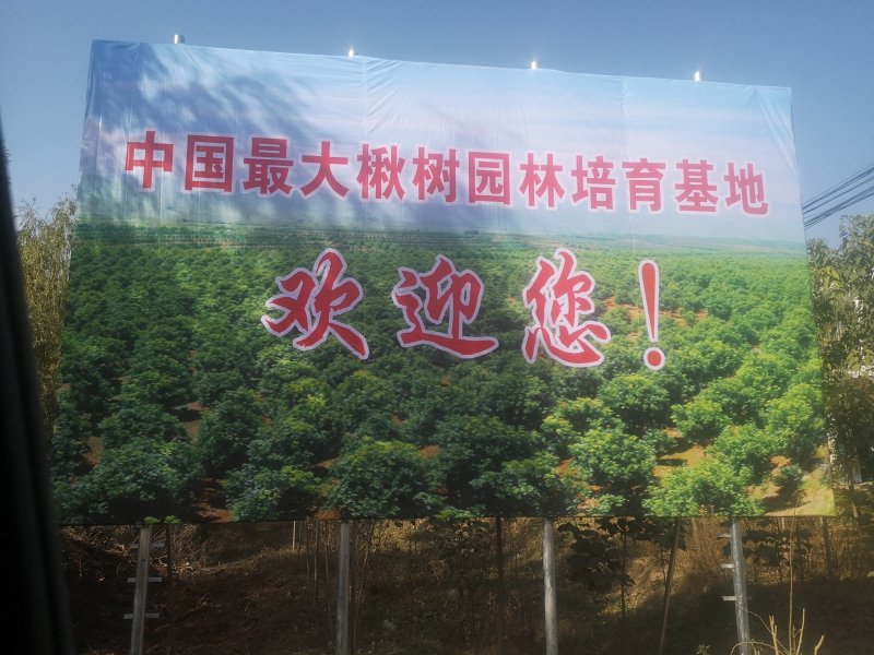 自家苗圃，现清地处理精品梓树小苗100万颗