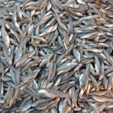 小杂鱼
