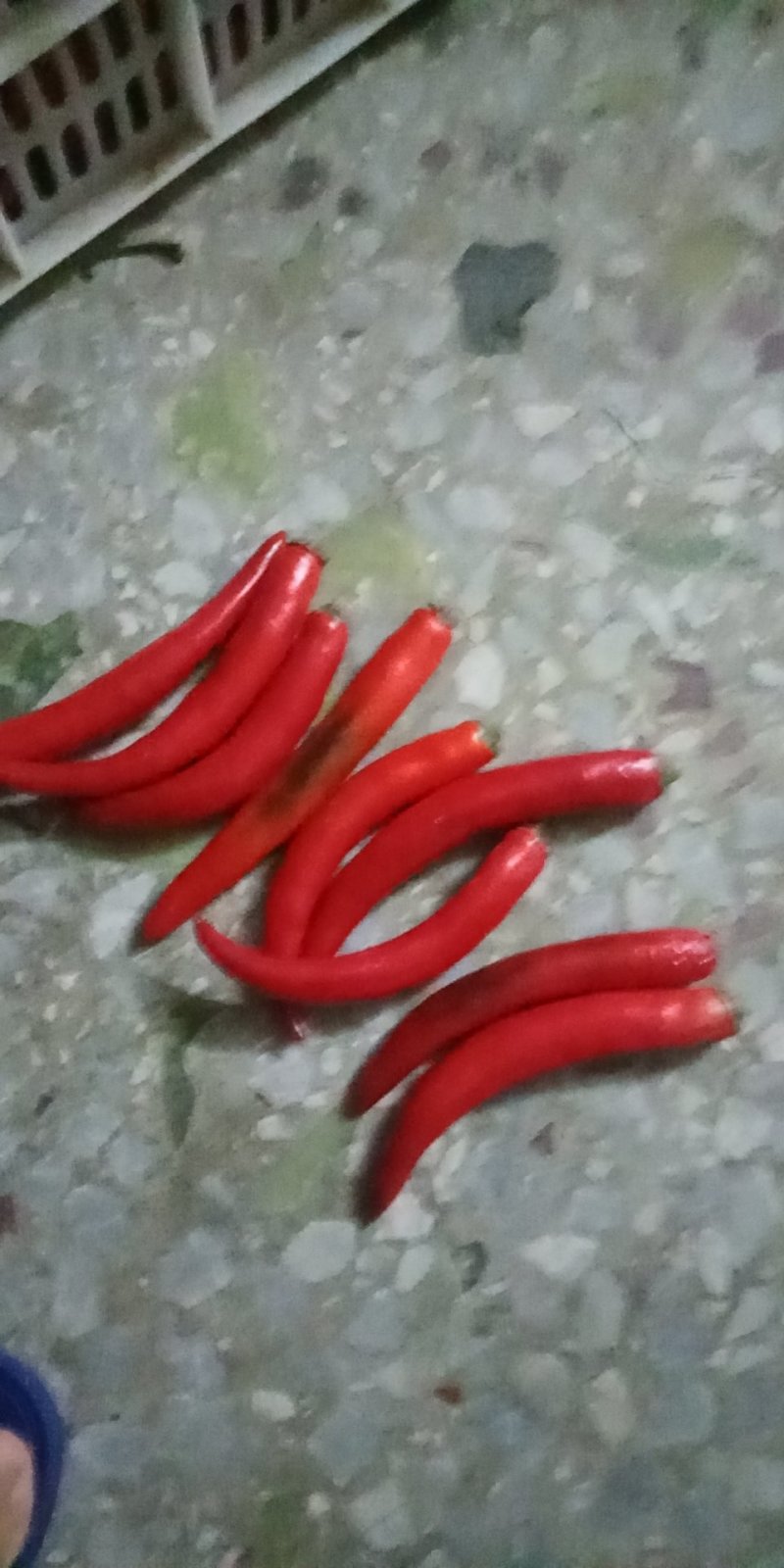 海花红辣椒准备上市，，，，，，