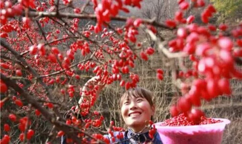 浙真淳山茱萸种子供应