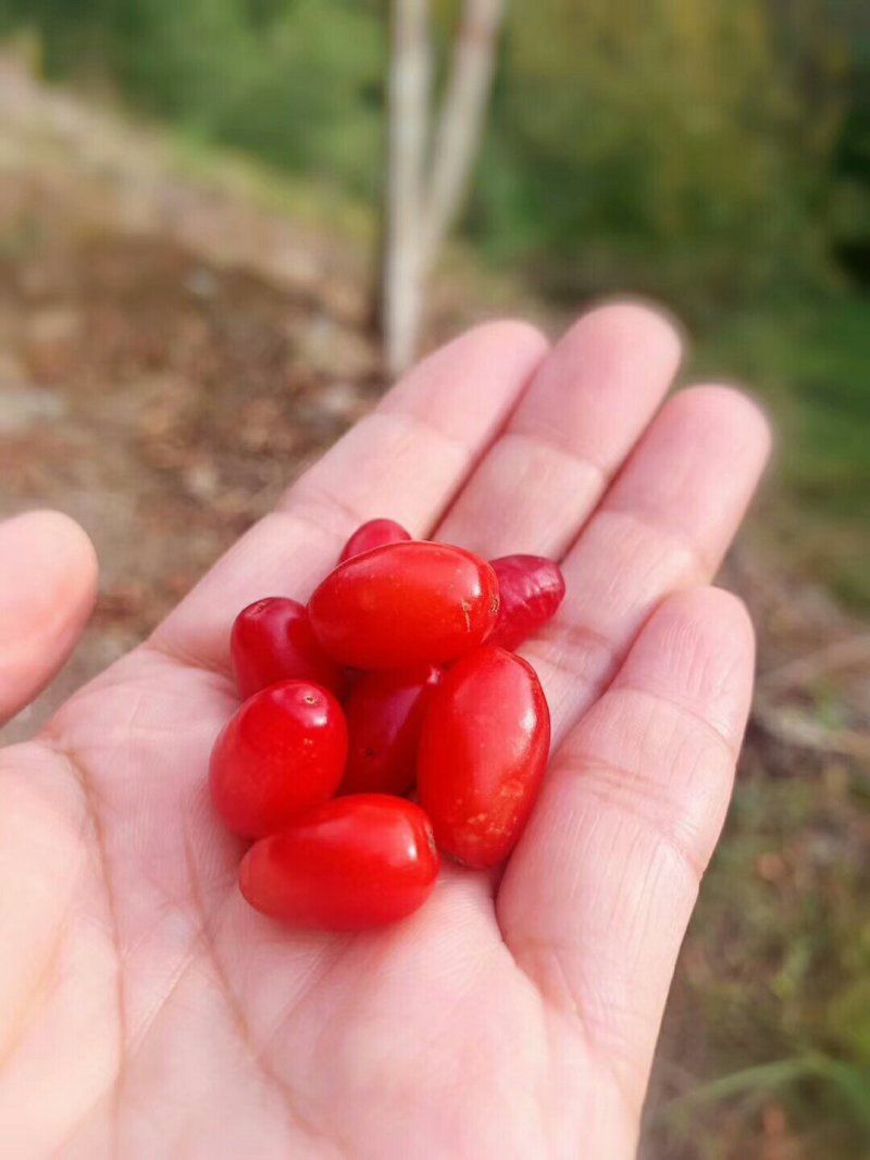 浙真淳山茱萸种子供应