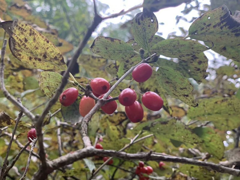浙真淳山茱萸种子供应