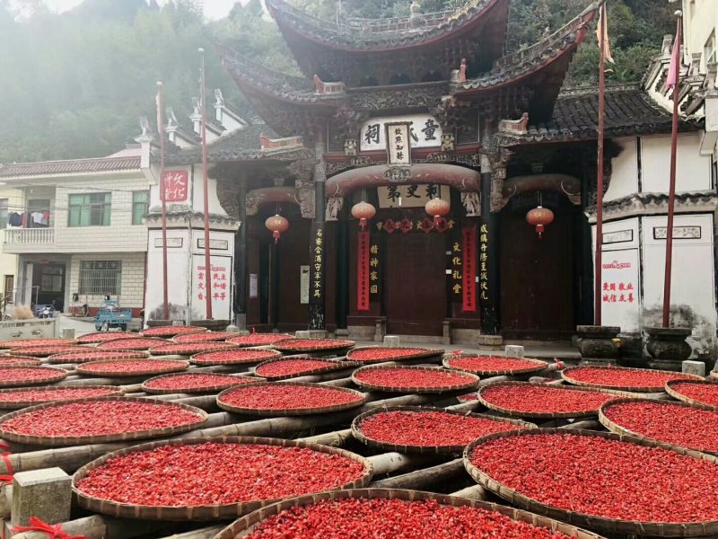 浙真淳山茱萸种子供应
