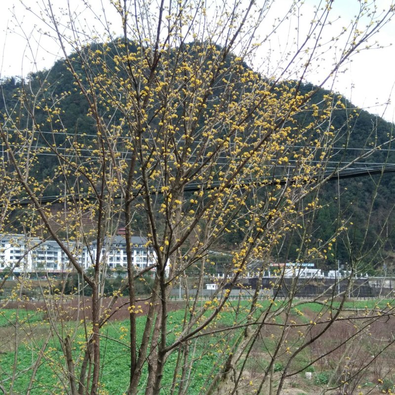 浙真淳山茱萸种子供应