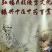 浙真淳山茱萸种子供应